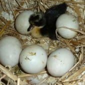 Chick with eggs