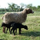 Ewe With Two Lambs