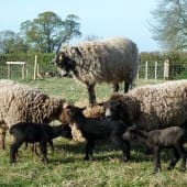 Lambs & Sheep