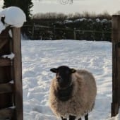 Sheep in Gateway