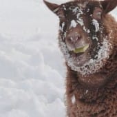 Sheep in snow