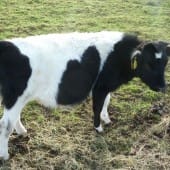 Shetland Calf