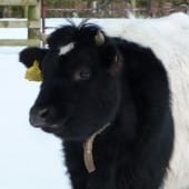 Shetland Cow