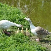 Shetland Geese & Chicks