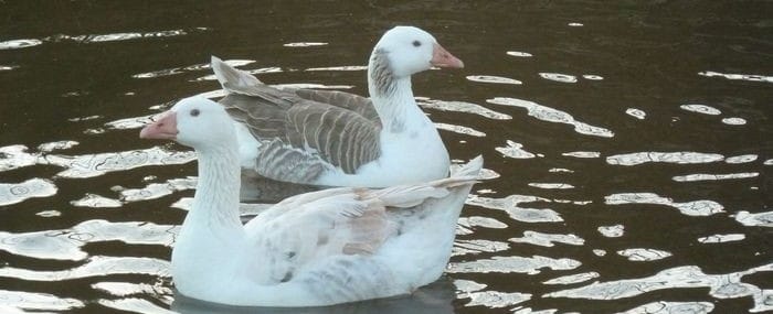 Shetland Geese Green Tree Farm, York, North Yorkshire