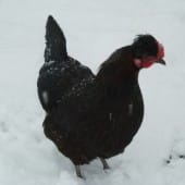 Shetland Hen