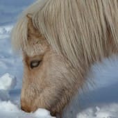 Shetland Pony Grazing in Snow