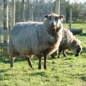 Shetland Sheep Grazing