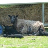 Shetland Sheep Resting