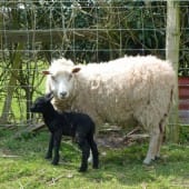 Shetland Sheep with Lamb