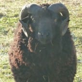Shetland Sheep