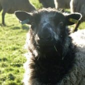 Shetland Sheep