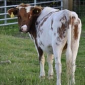Shetland calf