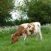 Shetland cow grazing