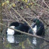 Shetland ducks