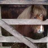 Shetland pony through gate