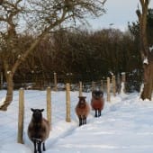 Three Sheep in Snow