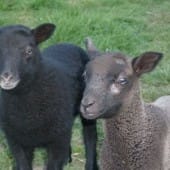 Two Lambs